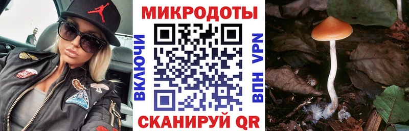 купить закладку  Сортавала  Псилоцибиновые грибы Cubensis 